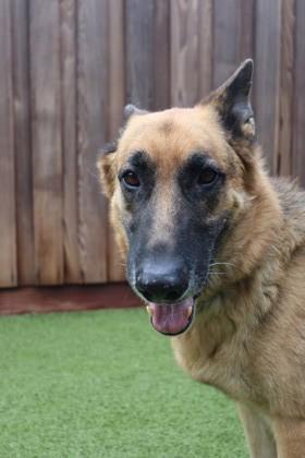 Enlarge Tater, a Adoptable mixed breed in Eugene, OR image 2/3