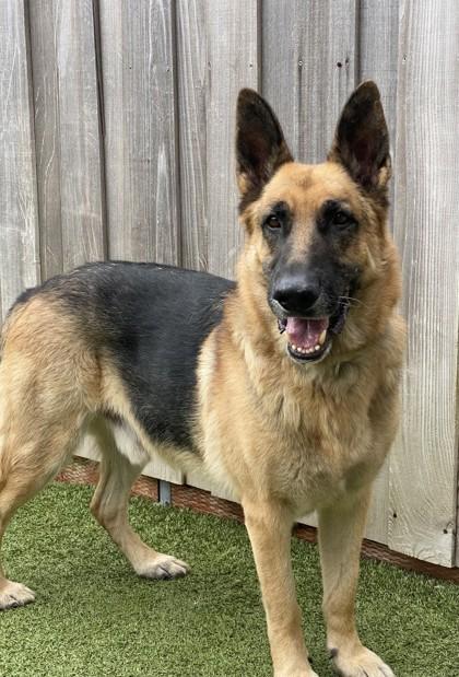 Enlarge Tater, a Adoptable mixed breed in Eugene, OR image 3/3