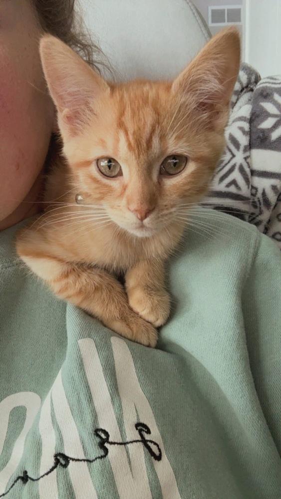 Ophelia, a Adoptable Domestic Short Hair in Mundelein, IL image 1/6