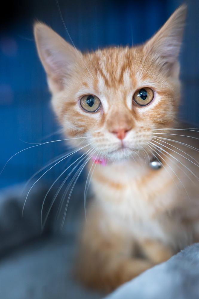 Ophelia, a Adoptable Domestic Short Hair in Mundelein, IL image 2/6