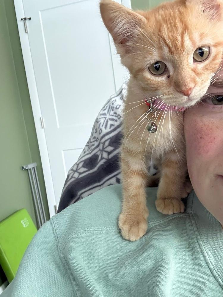 Ophelia, a Adoptable Domestic Short Hair in Mundelein, IL image 5/6