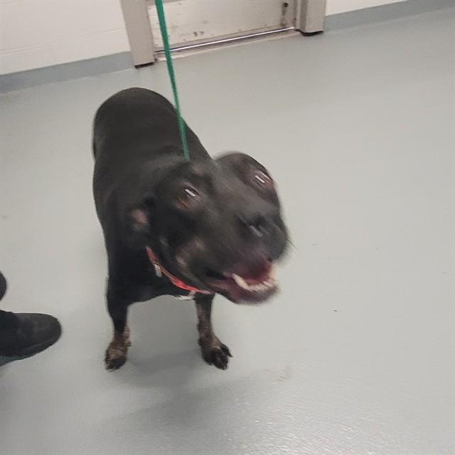 GOOSEY, Adoptable, Adult Female Labrador Retriever & Mixed Breed.