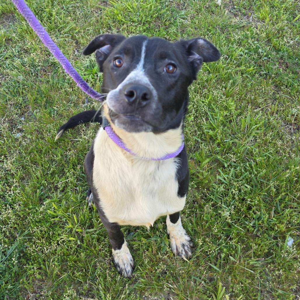 Topps, Adoptable, Young Male Pit Bull Terrier & Border Collie.
