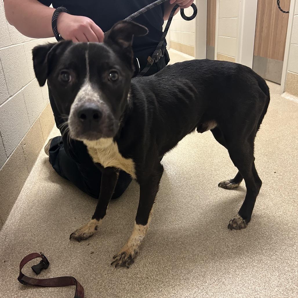Enlarge Topps, a Adoptable mixed breed in Bristol, IN image 2/2