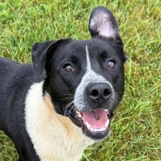 Enlarge Topps, a Adoptable mixed breed in Bristol, IN image 2/6