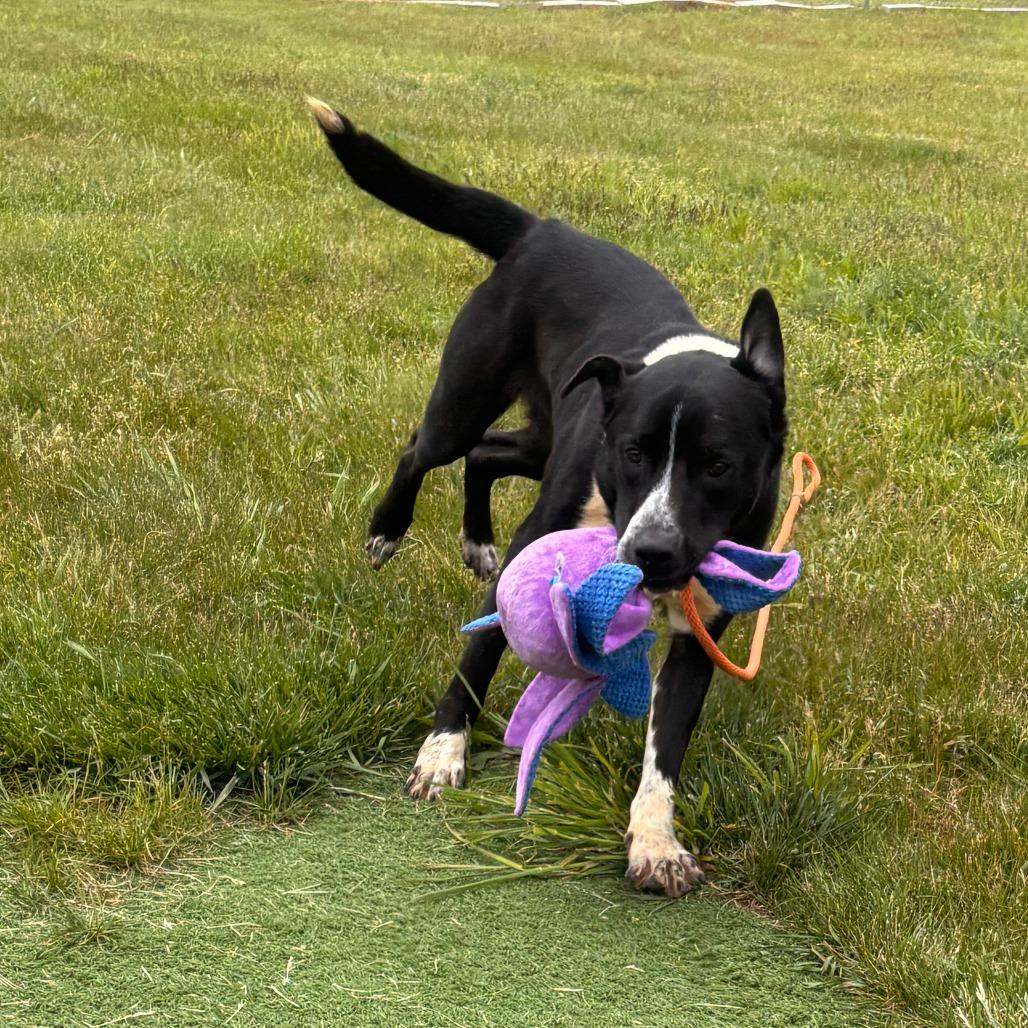 Enlarge Topps, a Adoptable mixed breed in Bristol, IN image 3/6