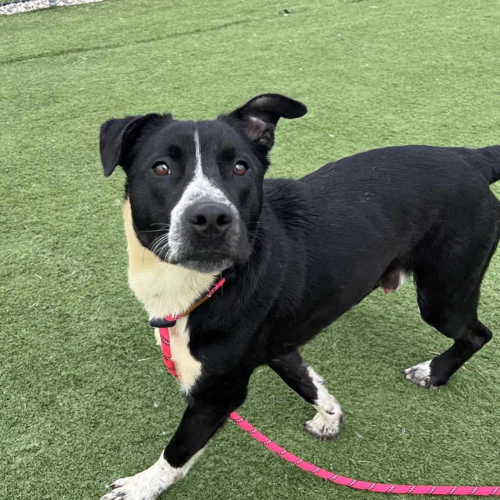Enlarge Topps, a Adoptable mixed breed in Bristol, IN image 4/6
