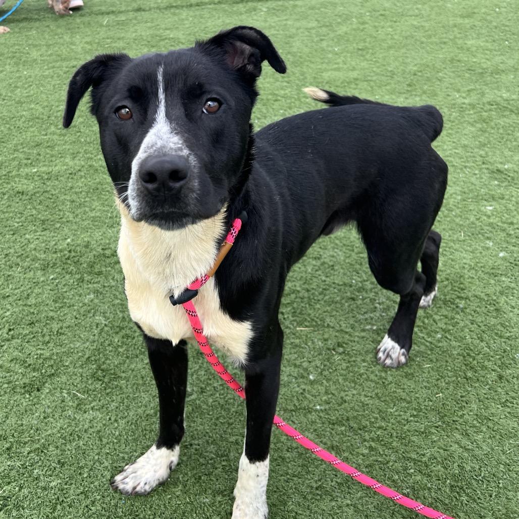 Enlarge Topps, a Adoptable mixed breed in Bristol, IN image 5/6