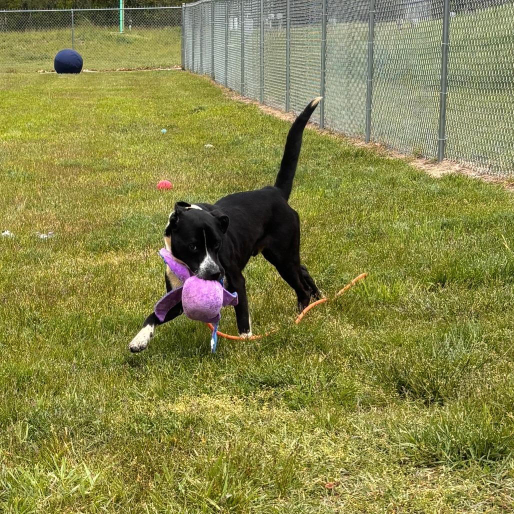 Enlarge Topps, a Adoptable mixed breed in Bristol, IN image 6/6