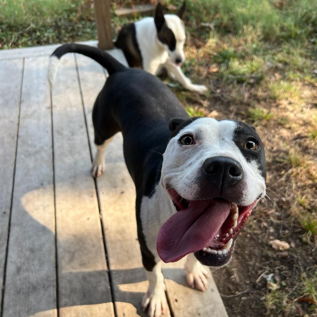 Enlarge Millie, a Adoptable Pit Bull Terrier in West Memphis, AR image 1/5