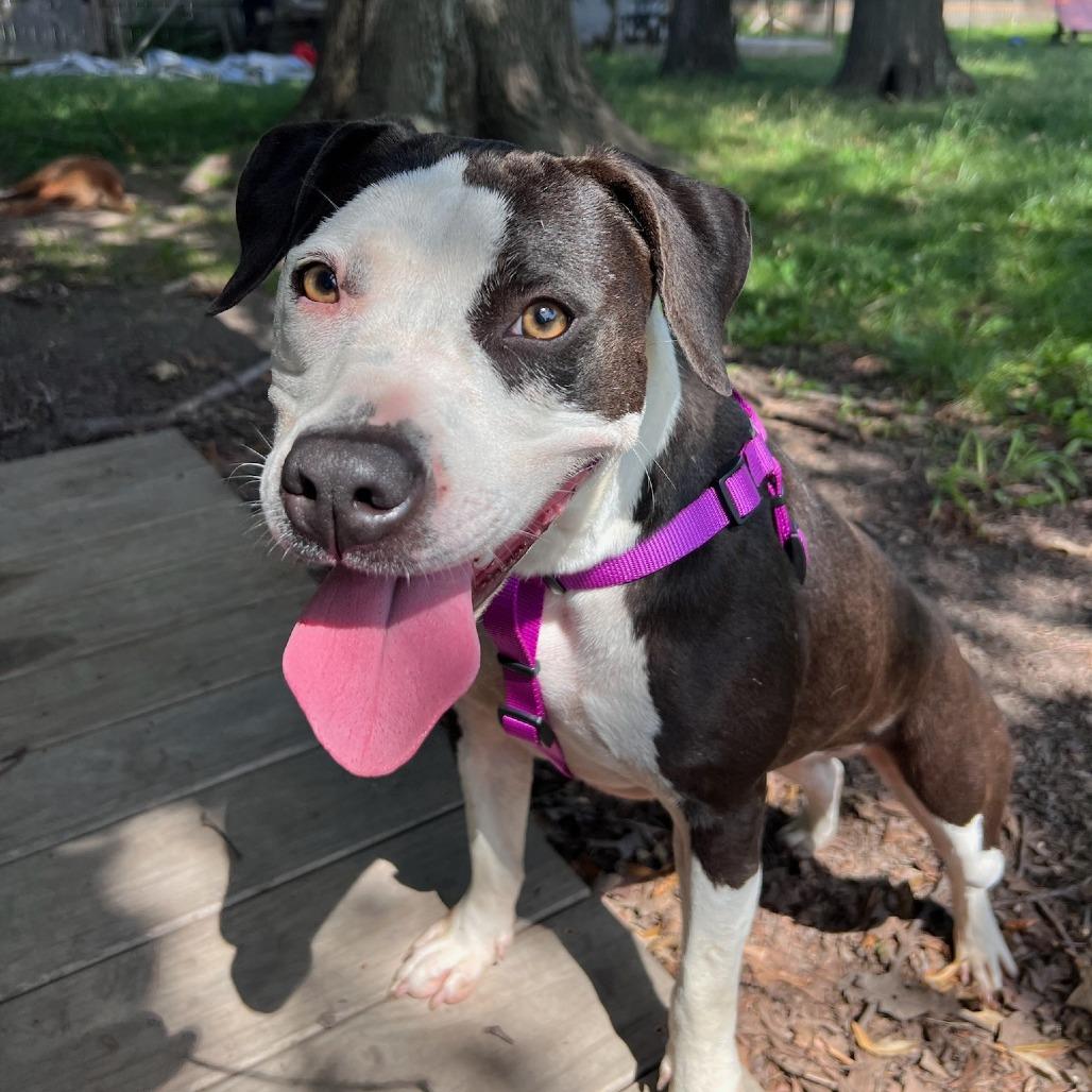 Enlarge Millie, a Adoptable Pit Bull Terrier in West Memphis, AR image 2/5