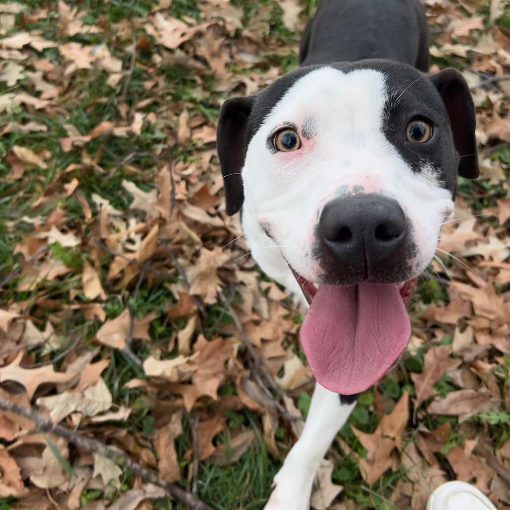 Enlarge Millie, a Adoptable Pit Bull Terrier in West Memphis, AR image 3/5