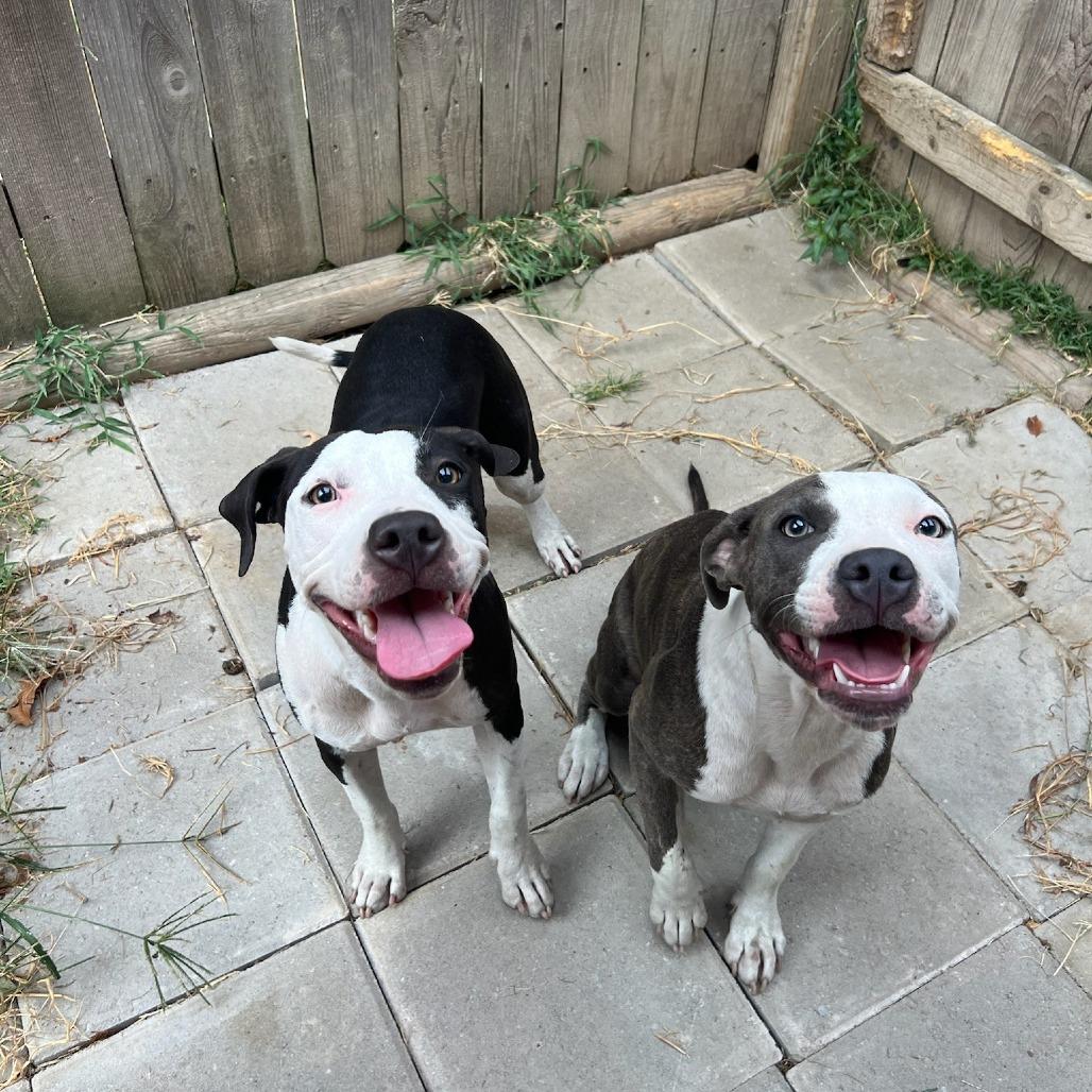 Enlarge Millie, a Adoptable Pit Bull Terrier in West Memphis, AR image 4/5