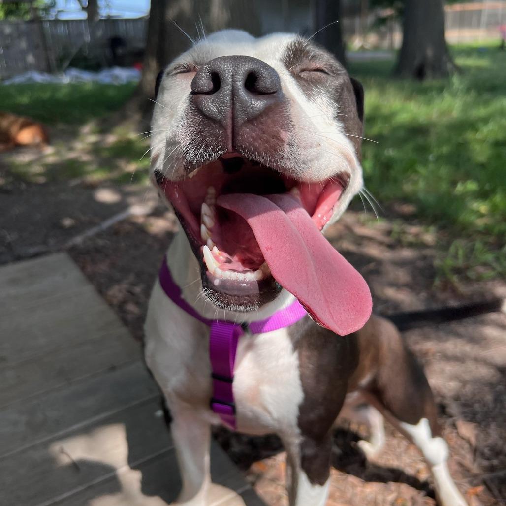 Enlarge Millie, a Adoptable Pit Bull Terrier in West Memphis, AR image 5/5