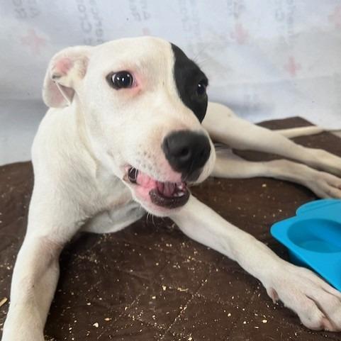 Polka Dot, Adoptable, Young Female Mixed Breed.