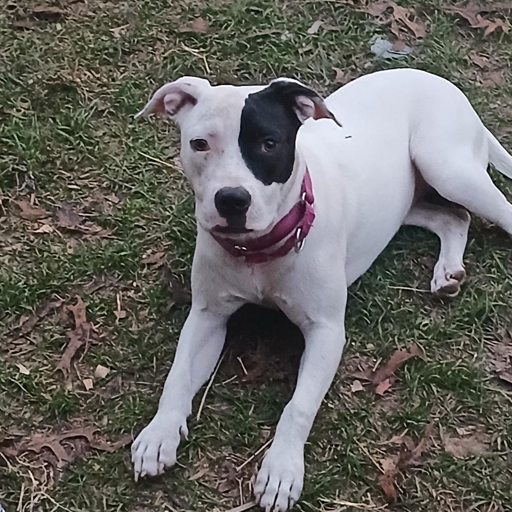 Enlarge Polka Dot, a Adoptable Mixed Breed in Williston, FL image 3/6