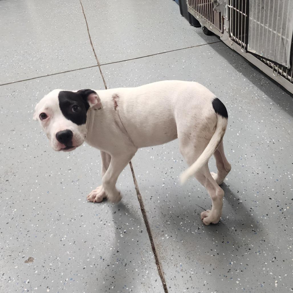 Enlarge Polka Dot, a Adoptable Mixed Breed in Williston, FL image 4/6