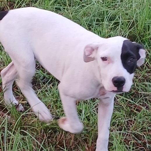 Enlarge Polka Dot, a Adoptable Mixed Breed in Williston, FL image 5/6