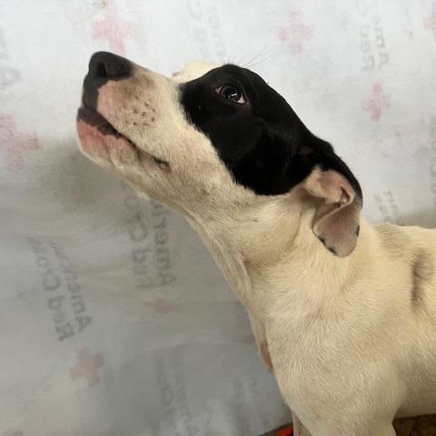 Enlarge Polka Dot, a Adoptable Mixed Breed in Williston, FL image 6/6