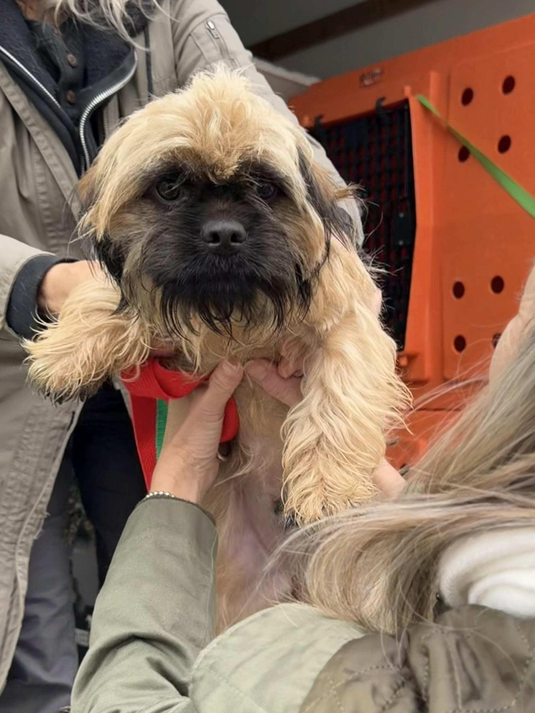 Roux, Adoptable, Puppy Male Terrier & Shih Tzu.