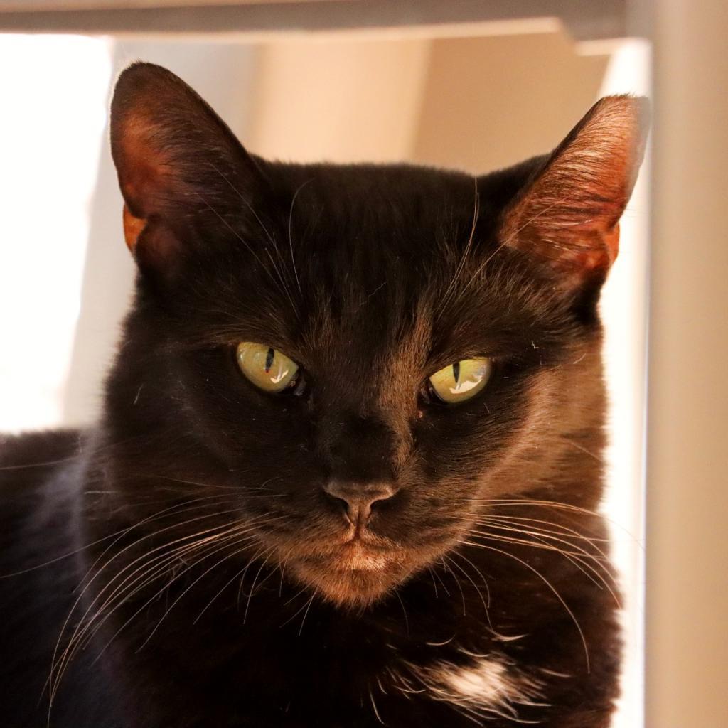 Neyet — thumbnail 2