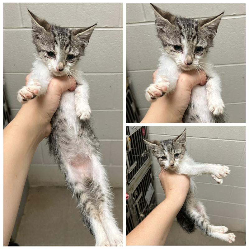 Chabble, ADOPTABLE, Young Male Domestic Short Hair.