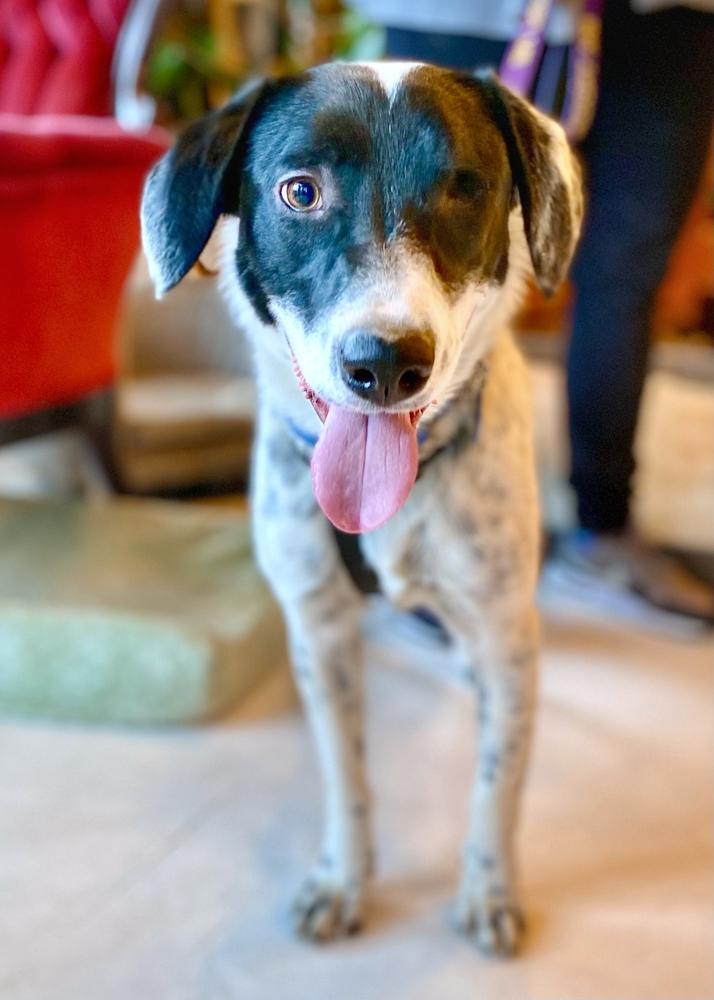 Enlarge Gabriel, a Adoptable mixed breed in Troy, IL image 1/6