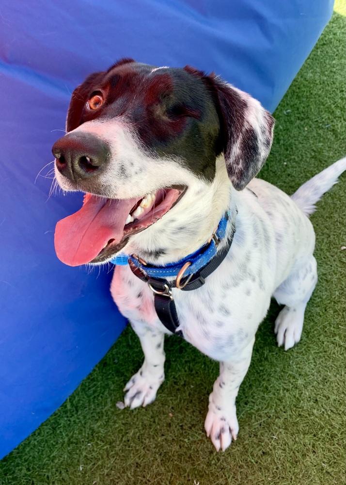 Enlarge Gabriel, a Adoptable mixed breed in Troy, IL image 2/6