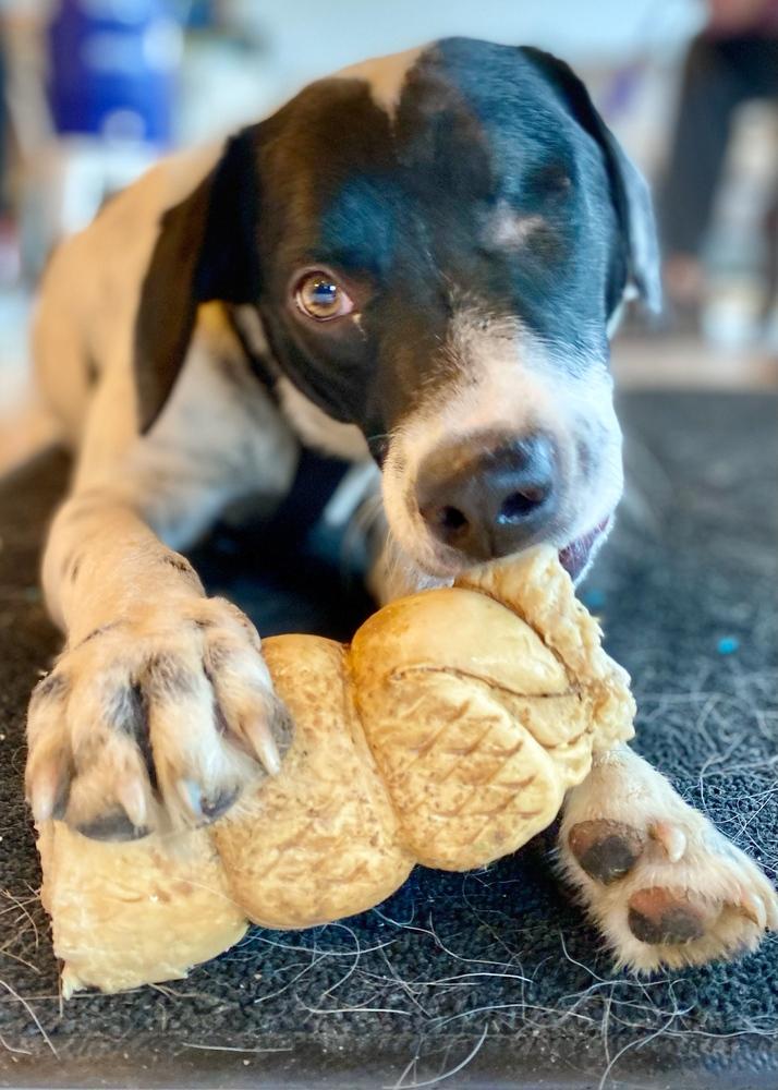 Enlarge Gabriel, a Adoptable mixed breed in Troy, IL image 3/6