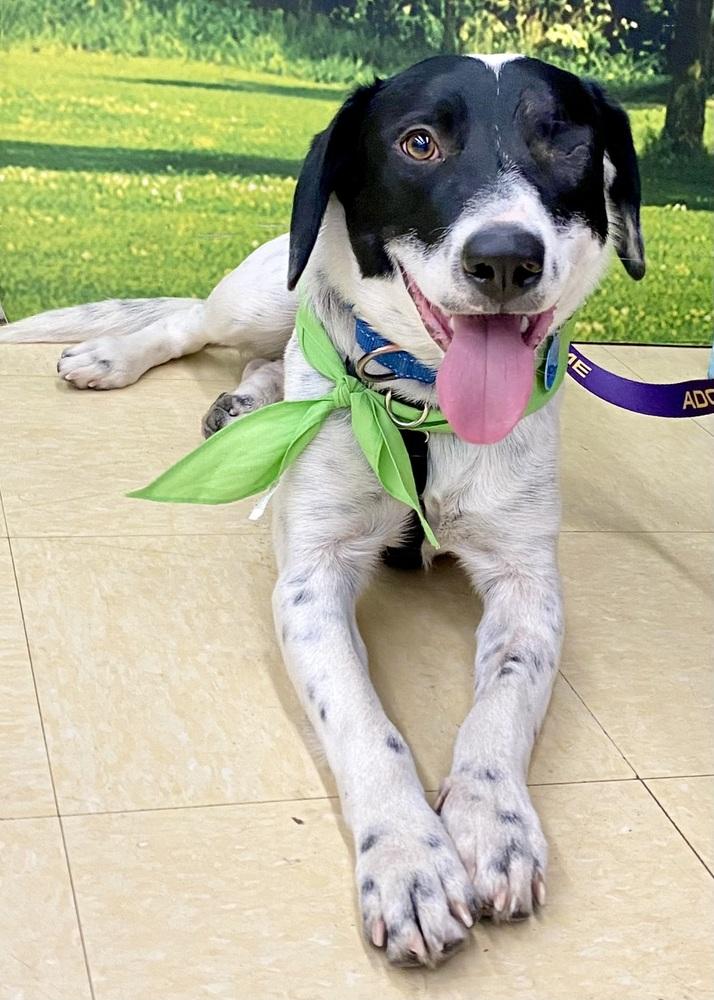 Enlarge Gabriel, a Adoptable mixed breed in Troy, IL image 4/6