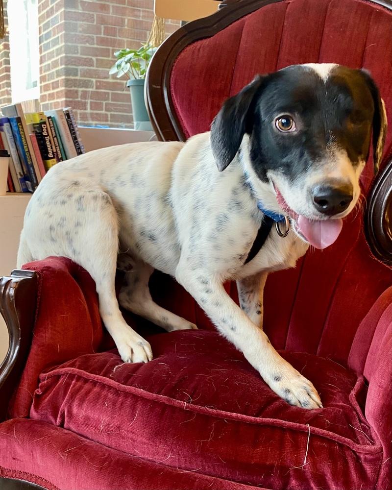 Enlarge Gabriel, a Adoptable mixed breed in Troy, IL image 5/6