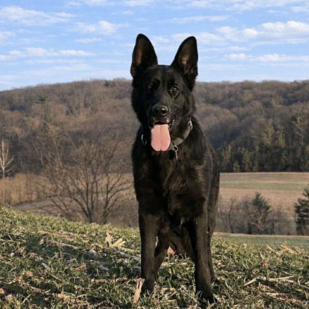 Tia (26-124), Adoptable, Senior Female German Shepherd Dog.