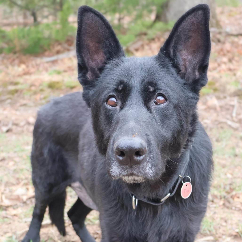 Enlarge Tia (26-124), a Adoptable German Shepherd Dog in New Ringgold, PA image 2/6