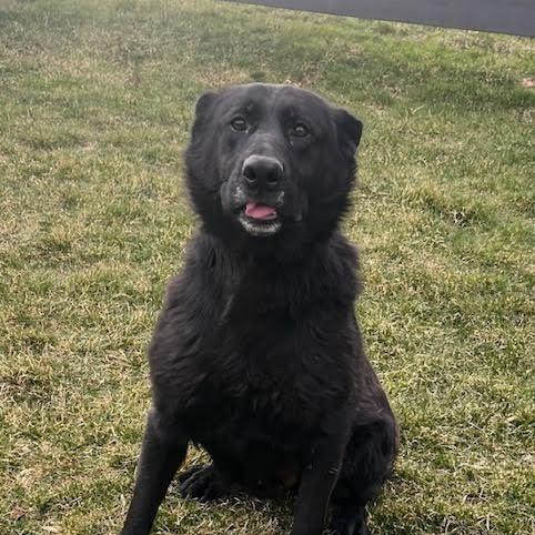 Enlarge Tia (26-124), a Adoptable German Shepherd Dog in New Ringgold, PA image 3/6