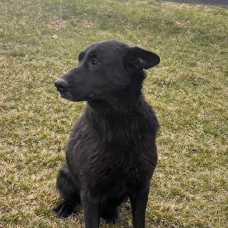 Enlarge Tia (26-124), a Adoptable German Shepherd Dog in New Ringgold, PA image 4/6