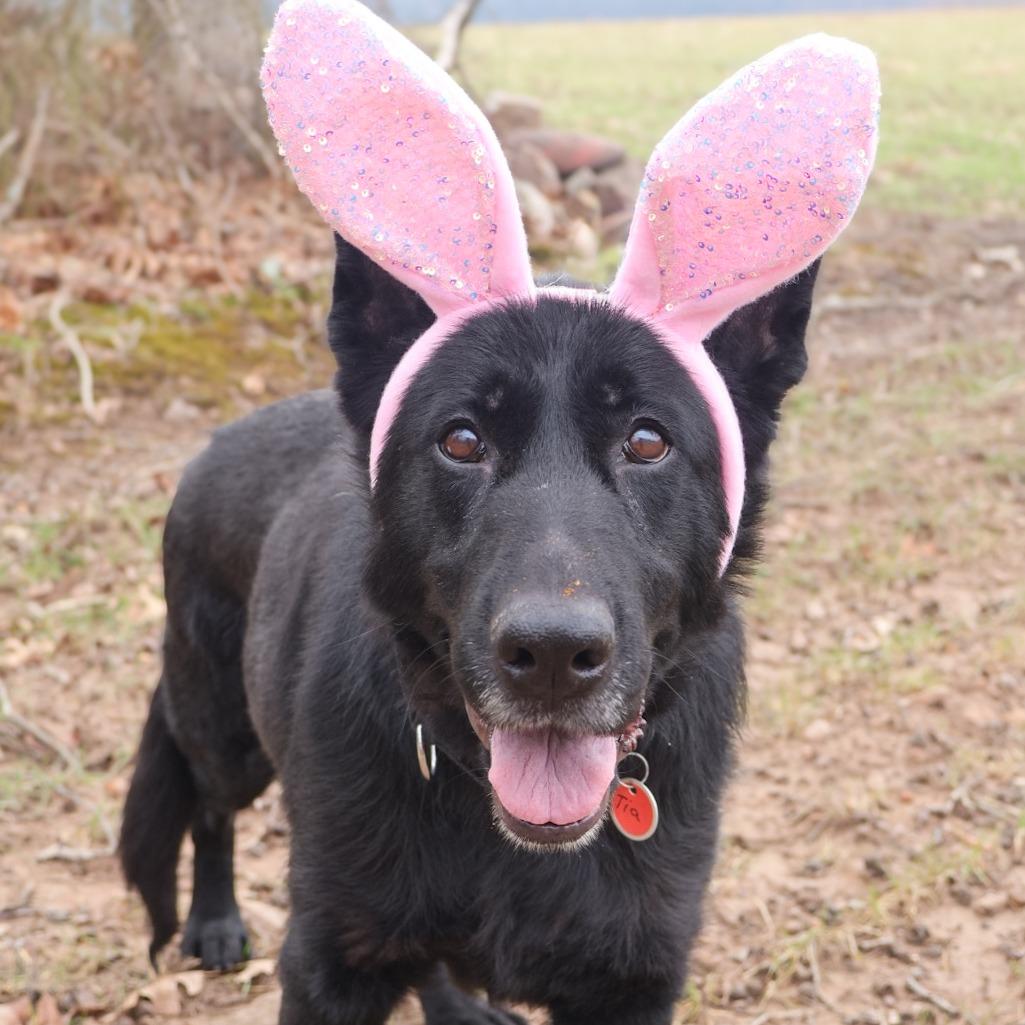 Enlarge Tia (26-124), a Adoptable German Shepherd Dog in New Ringgold, PA image 5/6
