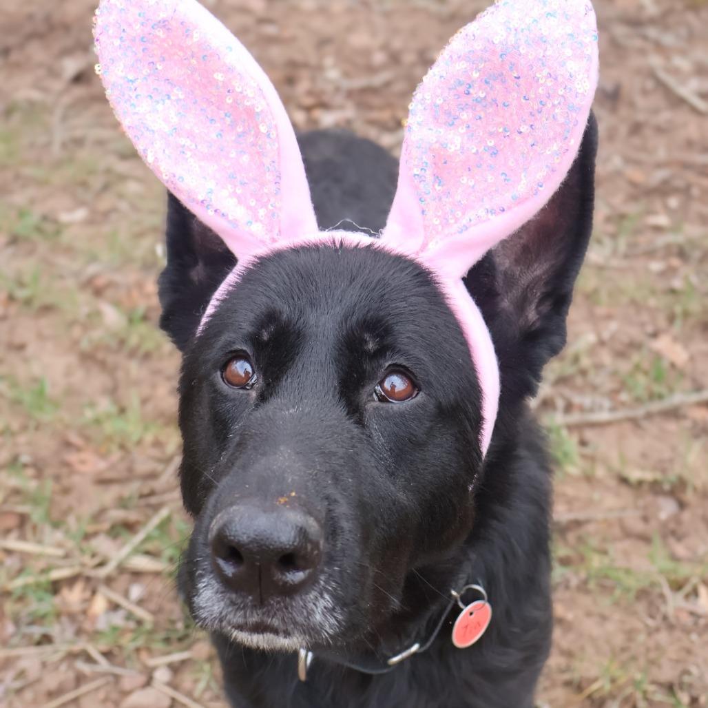 Enlarge Tia (26-124), a Adoptable German Shepherd Dog in New Ringgold, PA image 6/6