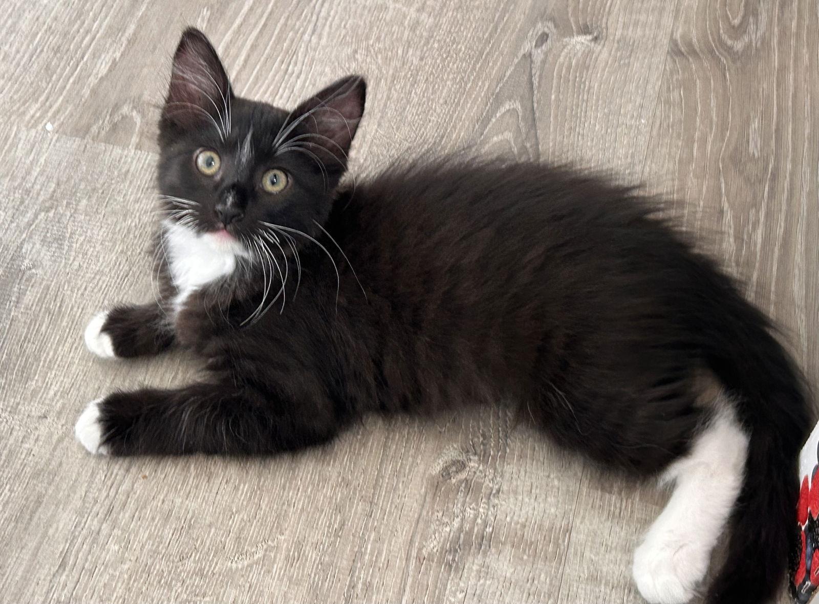 Freddie & Ella, Adopted, Kitten Male Bombay & Domestic Short Hair.