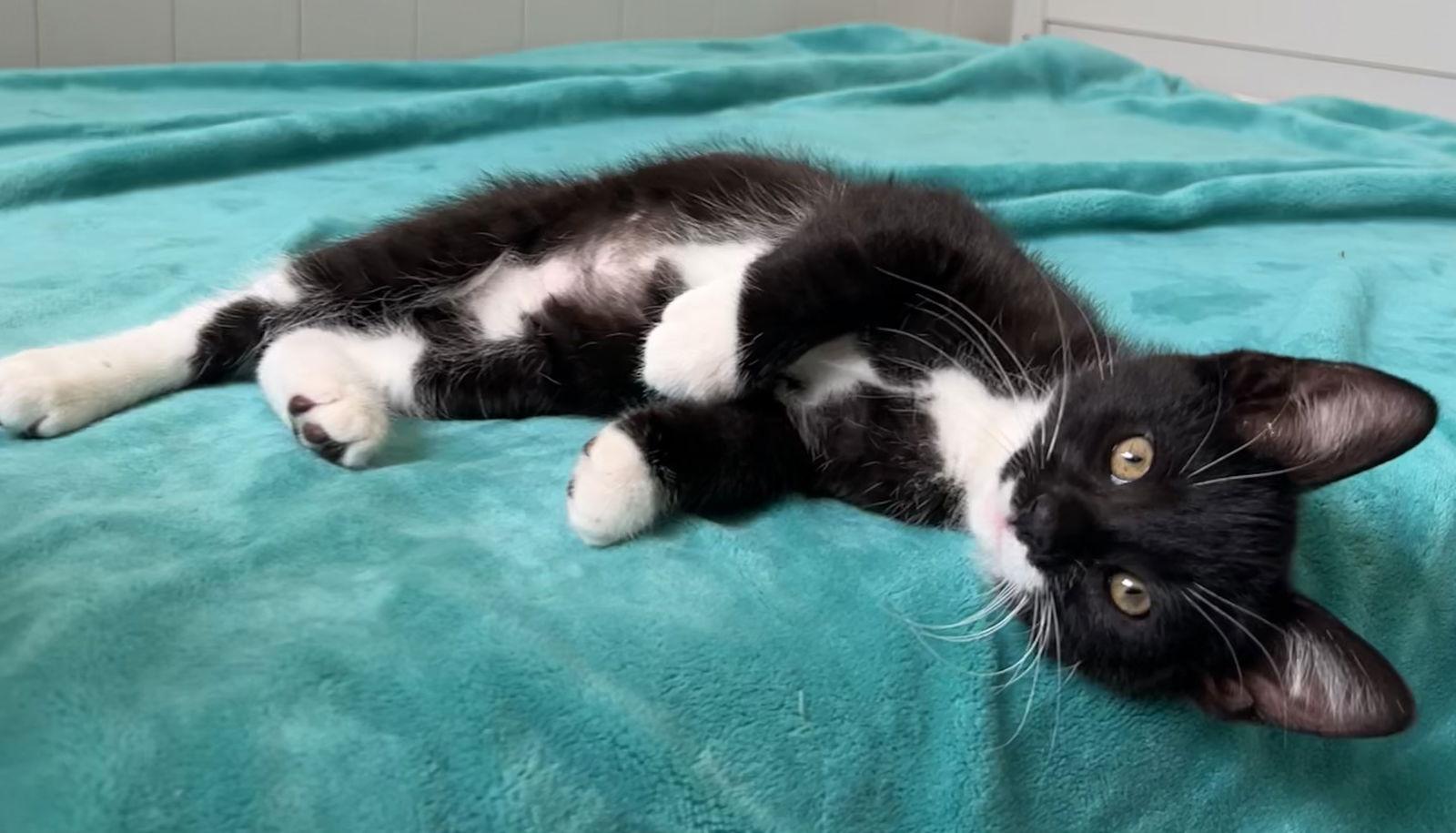 Freddie & Ella, a Adopted mixed breed in San Luis Obispo, CA image 2/2