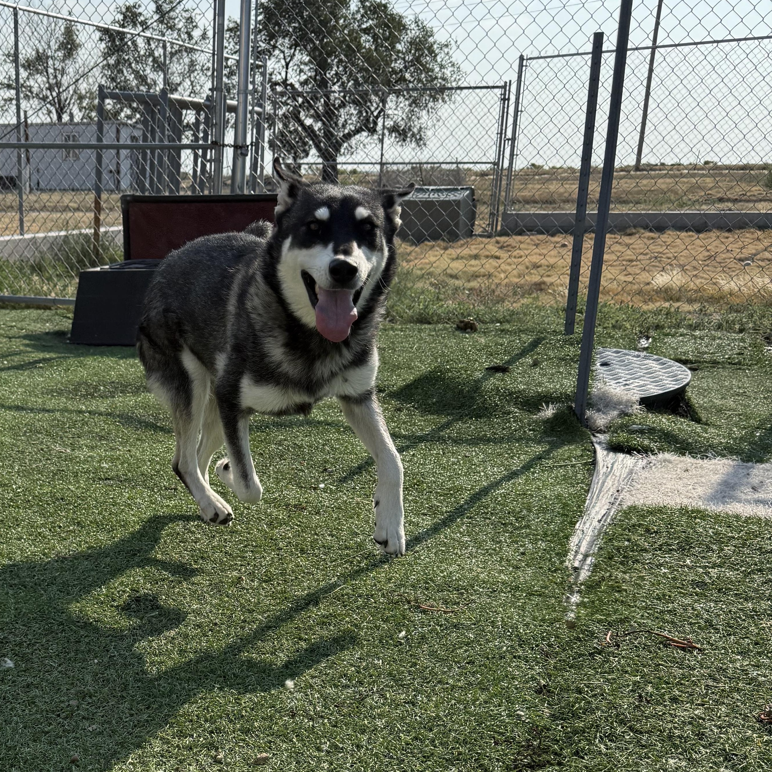 Kaia, Adoptable, Adult Female Husky.