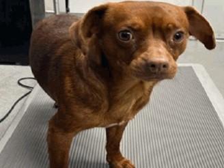 HAL, Adoptable, Young Male Chihuahua.