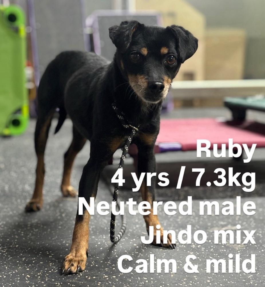 Enlarge Ruby, a Adoptable Jindo in Long Island City, NY image 1/1
