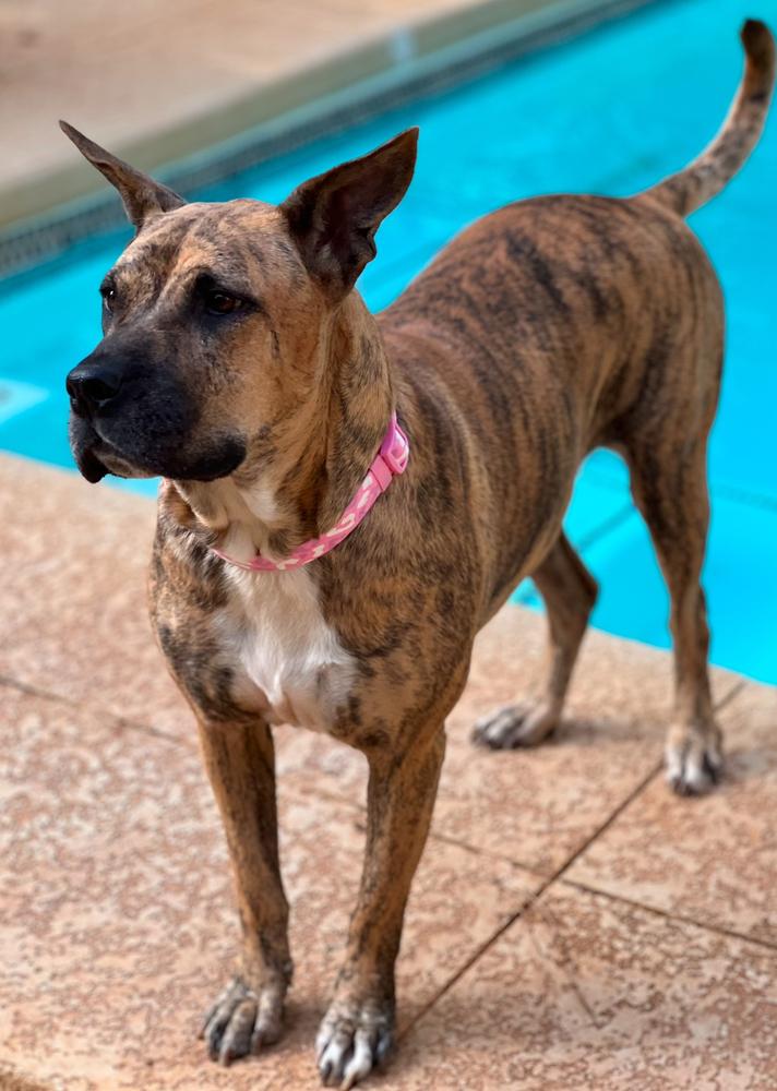 Enlarge Winnie, a Adoptable mixed breed in Dunwoody, GA image 1/4