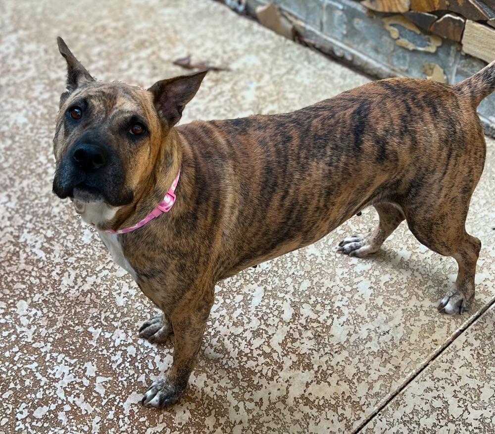 Enlarge Winnie, a Adoptable mixed breed in Dunwoody, GA image 2/4