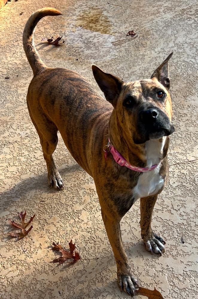 Enlarge Winnie, a Adoptable mixed breed in Dunwoody, GA image 3/4