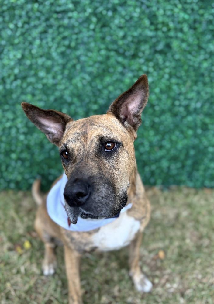 Winnie, a Adoptable mixed breed in Dunwoody, GA image 4/5