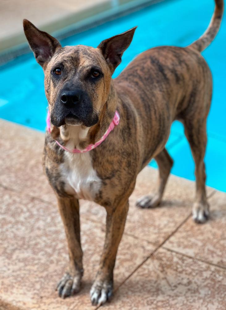 Enlarge Winnie, a Adoptable mixed breed in Dunwoody, GA image 4/4