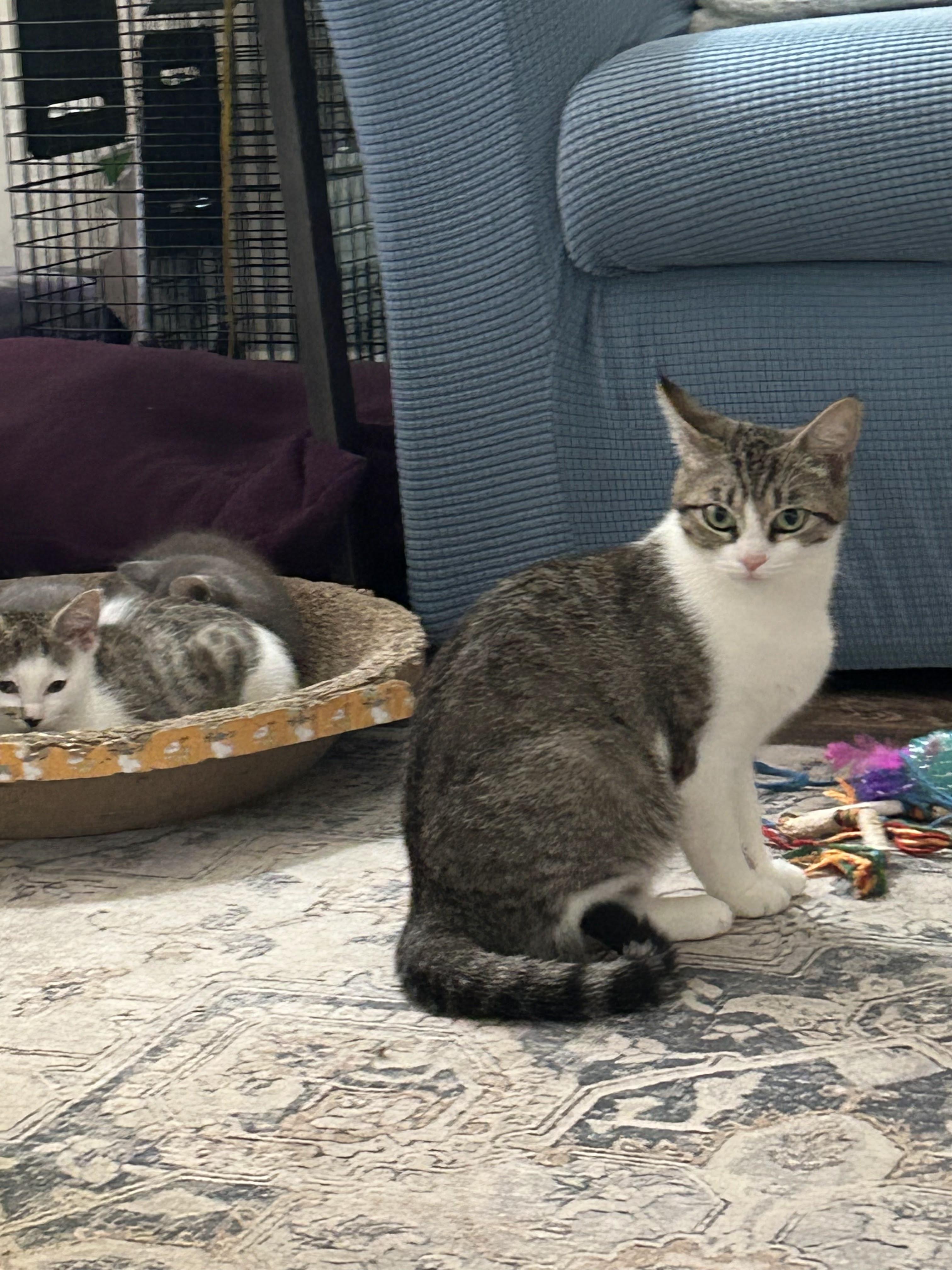 Athena, ADOPTABLE, Young Female Domestic Short Hair.