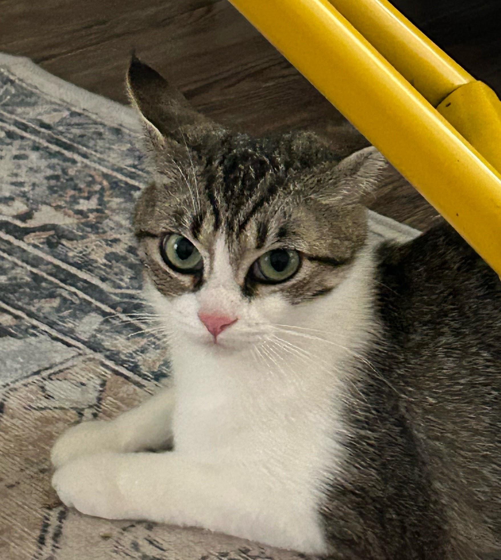 Enlarge Athena, a ADOPTABLE Domestic Short Hair in Morganton, NC image 4/5