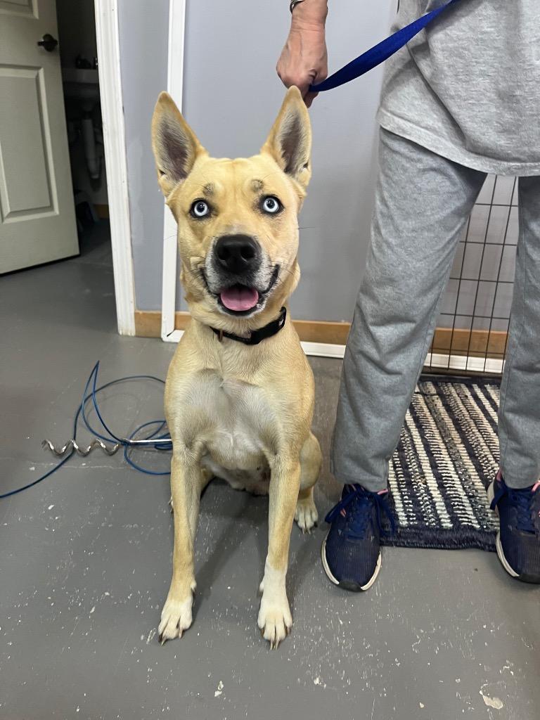 Emma, Adoptable, Adult Female Husky & Mixed Breed.